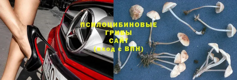 Галлюциногенные грибы Psilocybe Ковров